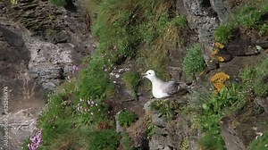 Fulmar, Fulmarus glacialis, perched on nesting cliff by the sea in Spring. Cornwall. UK