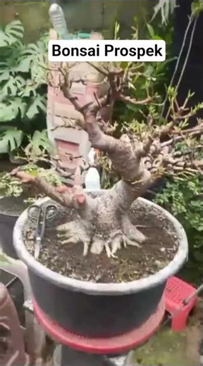 Bonsai Prospek❗