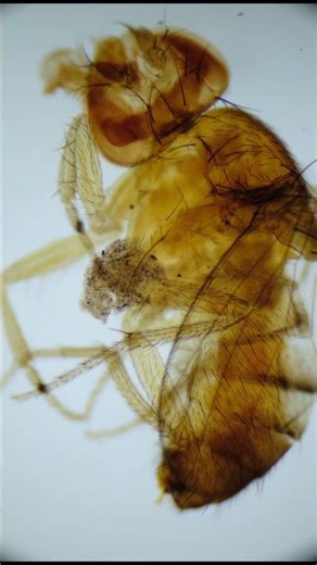 (Nr.1) Bee under microscope.