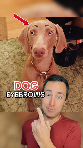 Dogs with Eyebrows | Taylor Nikolai