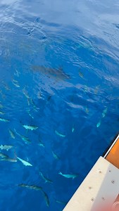 27K views · 645 reactions | Casual Yellowfin Tunas at anchor every morning - Ascension Island leg 7 2024 Bad Company world tour. | Bad Company Fishing Adventures | Facebook