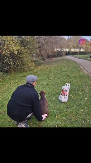 Rat catching in the local park. I always get asked to slow my videos down to show how exactly rollo cuts the Rats escape route off so here is another video of classic Rollo. You will see how rollo runs low to the ground at full speed watching the rat then all of a sudden he courses to the left to cut off the rats escape route !! As you can see in this video the rat had no chance , I also have to time it right myself giving Rollo the command to go which is a slight push or tap on the back. This s