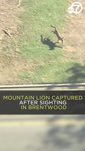 A mountain lion was captured Thursday afternoon after it was spotted roaming a Brentwood neighborhood, prompting the lockdown of a nearby elementary school and an hours-long search. 🐆 https://abc7.la/3sA4xNm | ABC7