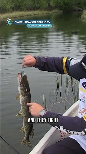 Fishing for small Pike is so fun! - ‘Maximum Limit Fishing’ on Fishing TV!
