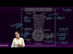 Anatomy of Dicot Root: Epiblema, Cortex, Pith, Vascular Strand, Pericycle | NEET Biology