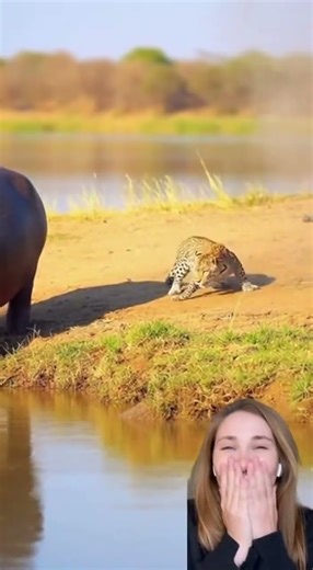 🤣 Hippo's fart power 🤣 #wildlife #funny #shorts