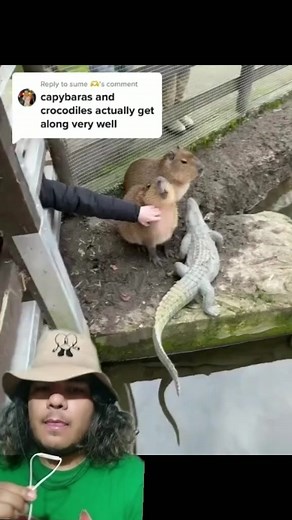 Capibara y cocodrilos son panas? #curiosidades #animales | BioJairzinho