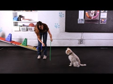 Teach Your Dog to Jump through a Hoop | Dog Tricks