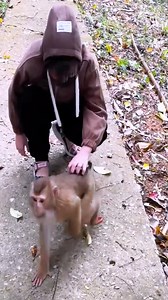 46K views · 2.4K reactions | Monkey Kaka's Strange Actions When Her Family Comes to Visit #MonkeyKaka | Monkey Reels | Facebook