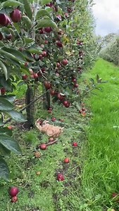 A busy spider in a British Braeburn orchard 🕷️ 🍎 #NatureWatchers #SpiderWatch #Biodiversity #BackBritishFarming #Harvest2024 #BritishApples #Braeburn | Great British Apples
