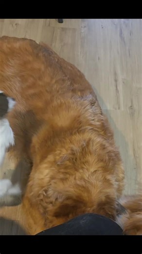 The Boys of Chapel Crest is a dark asylum reverse harem with a mute fmc. One of the guys who wants her tried to unalive her before and is the reason she's mute. Part of the Chaos Universe, a dark RH crossover world. In Kindle Unlimited and Audible with a full cast and duet narration. Joe Arden, Sean Masters, Edward Black, J. Tipstone, Anthony Palmini, Michael Gallagher, Stella Ripley, and Desiree Ketchum. #reverseharem #reverseharemrecs #whychooseromance #darkromance #booktok