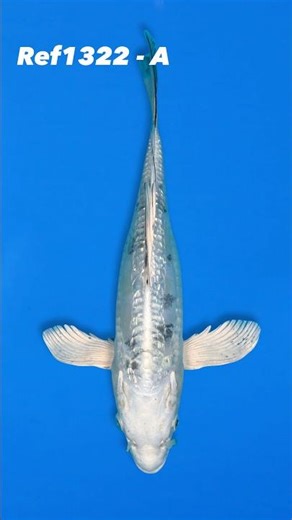 Yamasan 31cm Long Fin Bekko Ref1322 - A #koi #japanesekoifish