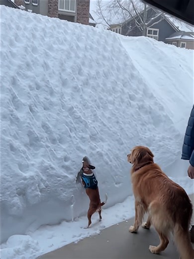 Wait did the Dog Pray for this Snow Our goal is to create videos that bring joy and happiness to all our viewers! Don't forget to hit the 'Like' button to see more exciting content even sooner! #comedy #funny #humor Related Links: - Unless otherwise stated, all content is original or filmed based on our own unique scripts. For sources of uncertain origin, we categorize them as 'Altered Content' for full disclosure, and all materials are re-edited to provide fresh, high-quality viewing experience