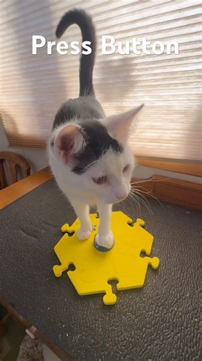 Kitten Learns Press Button #cat #cattraining #kittentraining #kitten #catwellness