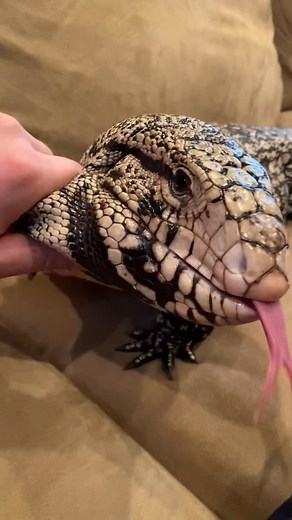 BLUE THE TEGU | Just look at the love in his eyes 👀🥰 . . . . . #tegu #tegusofinstagram #redtegu #tegulizard #tegus #bluetegu #blackandwhitetegu... | Instagram