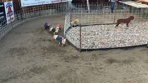 47K views · 663 reactions | Pig races at the Bear Creek Saloon and Steakhouse are always a good time. We love you, Montana. | Q2 News | Facebook