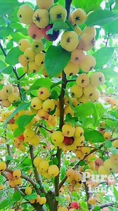 143K views · 3K reactions | Wao!!! Such an amazing tree! | Pure Land | Facebook