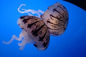 Cnidaria ~ Everything You Need to Know with Photos | Videos