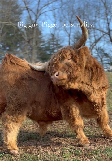 Shrek the Highland Cow: A Farm Visit to Meet the Big Guy