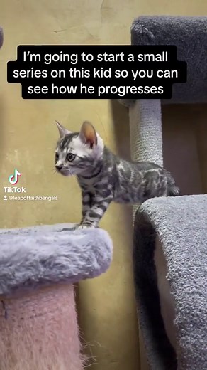 Follow along to see the progression of socializing a scaredy cat. 🙈 We don’t see this too often but his mom was slightly like this as a kitten and his grandma was just like this. This is the fifth generation from this particular line. I have found a few things to be helpful in this situation and will be sharing them. At this stage it’s really about just allowing them to feel safe in their space and not force anything on them. He can watch his litter mates play and interact with me to gauge his 