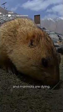 "Don't Feed Marmots" Traveller Calls Out Tourists In Ladakh | Mo of Everything