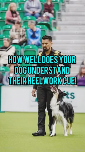 Do you know their Heelwork cue? 🐶 Heelwork is an exercise seen in several dog sports, including competitive Obedience, IGP, Mondio, PSA, working trials, Rally-O and HWTM 🐶 It is the canine equivalent to Dressage, where the dog has to maintain a stylised position and navigate a pre-set test. Heelwork can include a change of speed, to include normal, slow and fast. 🐶 The exercise requires complete accuracy but also enthusiasm and joy! This in itself presents a challenge, that is so appealing to