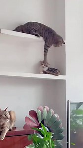 20K views · 533 reactions | Instant karma來 | Kitty 1st | Facebook