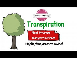 Transpiration-Leaving Cert Biology 2025-Transport in Plants