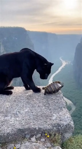 Is This Leopard Really Trying to Help the Turtle?
