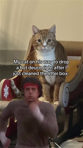Cats Love a Clean Litter Box: Hilarious Moments