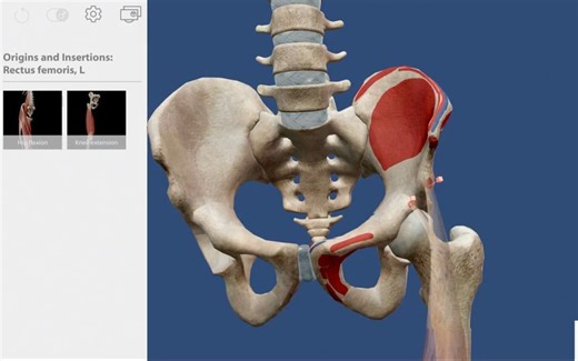 zSpace极倍人体解剖学图集-肌肉和骨骼活动