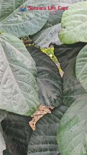 senzara life care multilayer crop forming