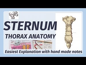 Sternum Anatomy | Bone | Manubrium, Sternal Angle, Xiphoid process | joints of sternum
