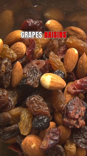  STOP SCROLLING — these common foods can KILL your dog.  Most...