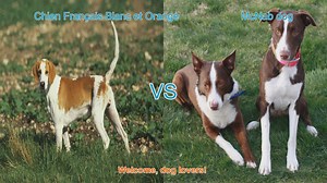 Breed Comparison: Chien Français Blanc et Orange vs. McNab Dog
