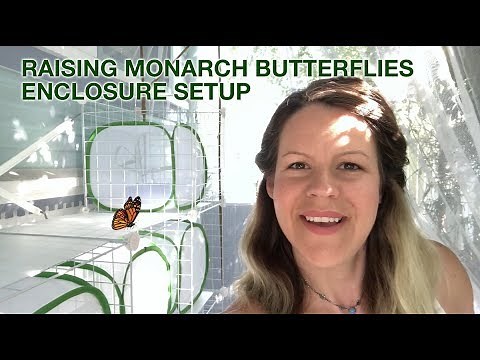 Raising Monarch Butterflies Enclosure Setup - Alive With Alia
