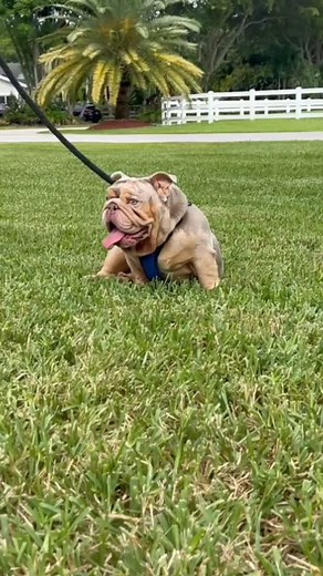 … 🐾 Meet Buddha 🐾 Our stunning lilac and tan merle English Bulldog male with excellent physical and genetic qualities 💪🐶. He’s now available for stud service and ready to take your breeding program to the next level. 📍 Located in Southwest Ranches, Florida 📦 Nationwide shipping available 📞 Contact us today at 954-706-1152 #EnglishBulldog #LilacAndTan #MerleBulldog #StudService #BulldogBreeder #SouthwestRanches #FloridaBulldogs #ChampionBloodline #BulldogLove | Alex Cuartas