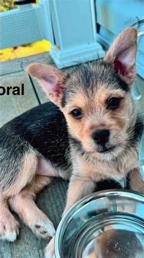 HOW have these 3 adorable terrier mix sisters not been scooped up yet?! 🐾💔