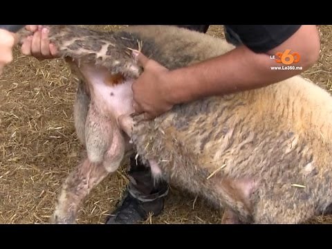Le360.ma • Comment choisir son mouton.