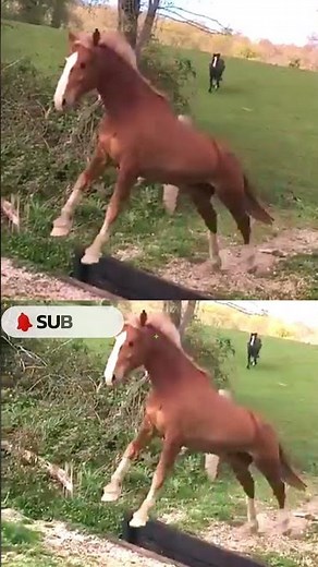 Best Wild Horse Mare Fights Ever Caught on Camera!!
