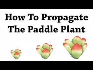How To Propagate The Paddle Plant
