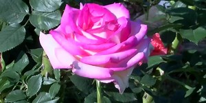 Hometown Hero: Lamar Robertson