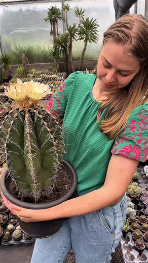 O rei dos Astrophytum em plena floração! 👑🌵 Astrophytum ornatum — conhecido pelas suas linhas simétricas e flores douradas que roubam a cena. ✨ #Cactos #Astrophytum #ColeçãoDeCactos #FloresDoDeserto | Cactario JD