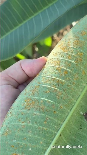 Plumeria Tree Pruning | Trimming Diseased Leaves + Saving Cuttings for Replanting