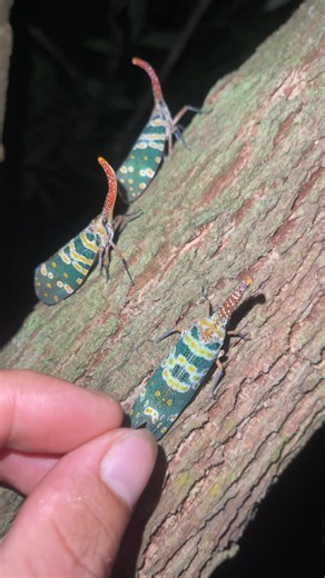 Is This The Craziest Bug Ever? 🔍 #insects #macro