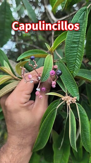 Son árboles pequeños o arbolitos que dan flores color rosa y frutos color rosa que se hacen negros al madurar, son comestibles y son conocidos con muchos nombres comunes como Capulincillo, Capulín, Capulín agarroso, Capulín de cotorro, Capulín de monte, Capulín de nigua, Capulín de potrero, Capulín de sabana, Cinco negritos, Frutilla, Frutillo, Garambullo, Granadillo, Hierba del coyote, Hoja ceniza, Hojalatillo, Hojalatillo blanco, Limoncillo, Madroño, Mora, Morita, Nigua capolín, Pasita, Peonía