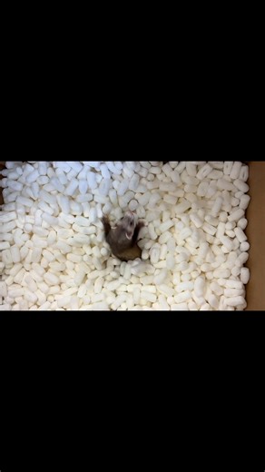 Just a 2 baby ferret and a couple thousand packing peanuts #pspglenville #ferretlove #ferretsareawesome #cutepet #ferrets