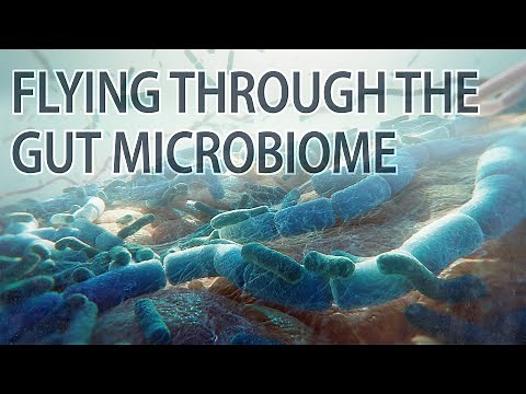 The Human Gut Microbiome animation | gut microbiome | gut bacteria | #medicalanimation #microbiome