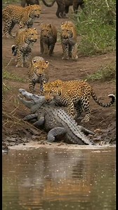 A Strong Leopard biting crocodile #amazing #wildlife #animals #leopard #shorts #wildanimals #animals #wildlife #AmaZing #naturephotography #reels #wildanimals #reelsvideoシ #reelschallenge #reelsviralシfb | Amazing Wild Life