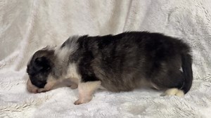 SILVER BRINDLE PANDA! I’ve only ever produced one more like this sweet girl before, she is going to turn heads everywhere she goes. Mom and dad both have INCREDABLE loving temperaments and structure! Still 👀 for 🏠 | K9-Pines Kennel Home of Blue, Brindle, Liver, and Panda German Shepherds